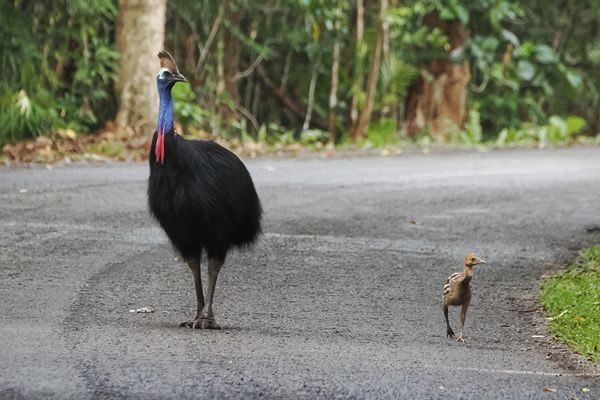 Kasuaris met jong in Daintree, Australië
